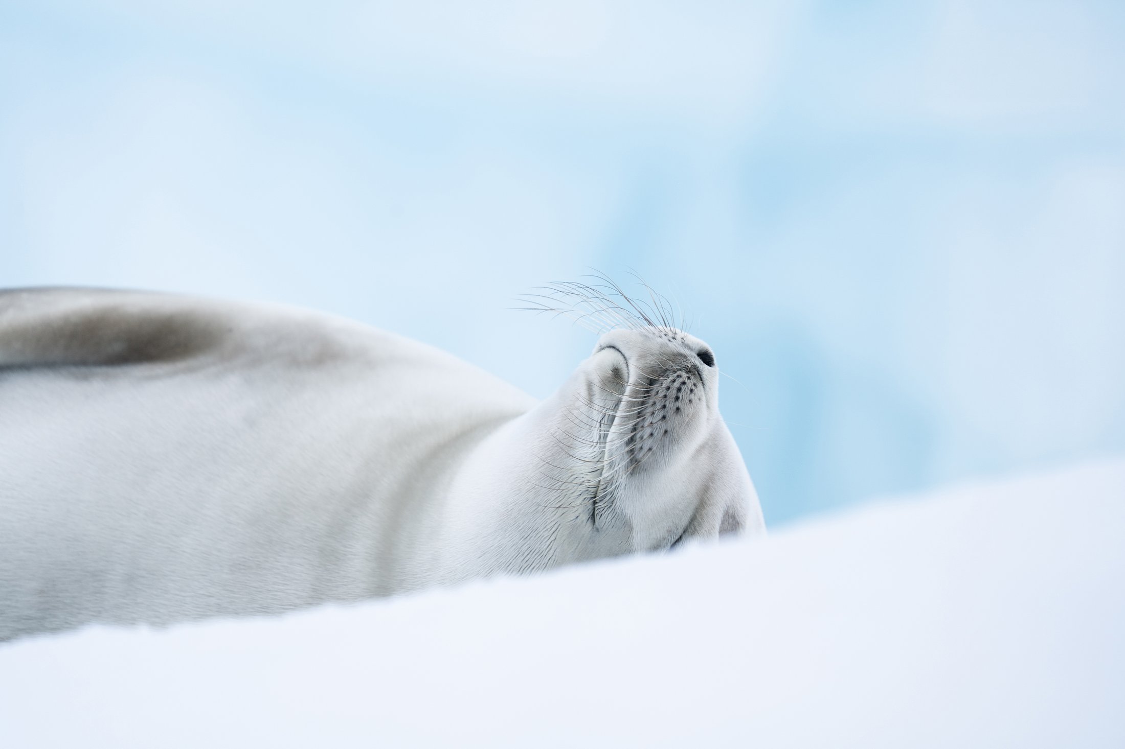 Antarctique - Baie de Wilhelmina