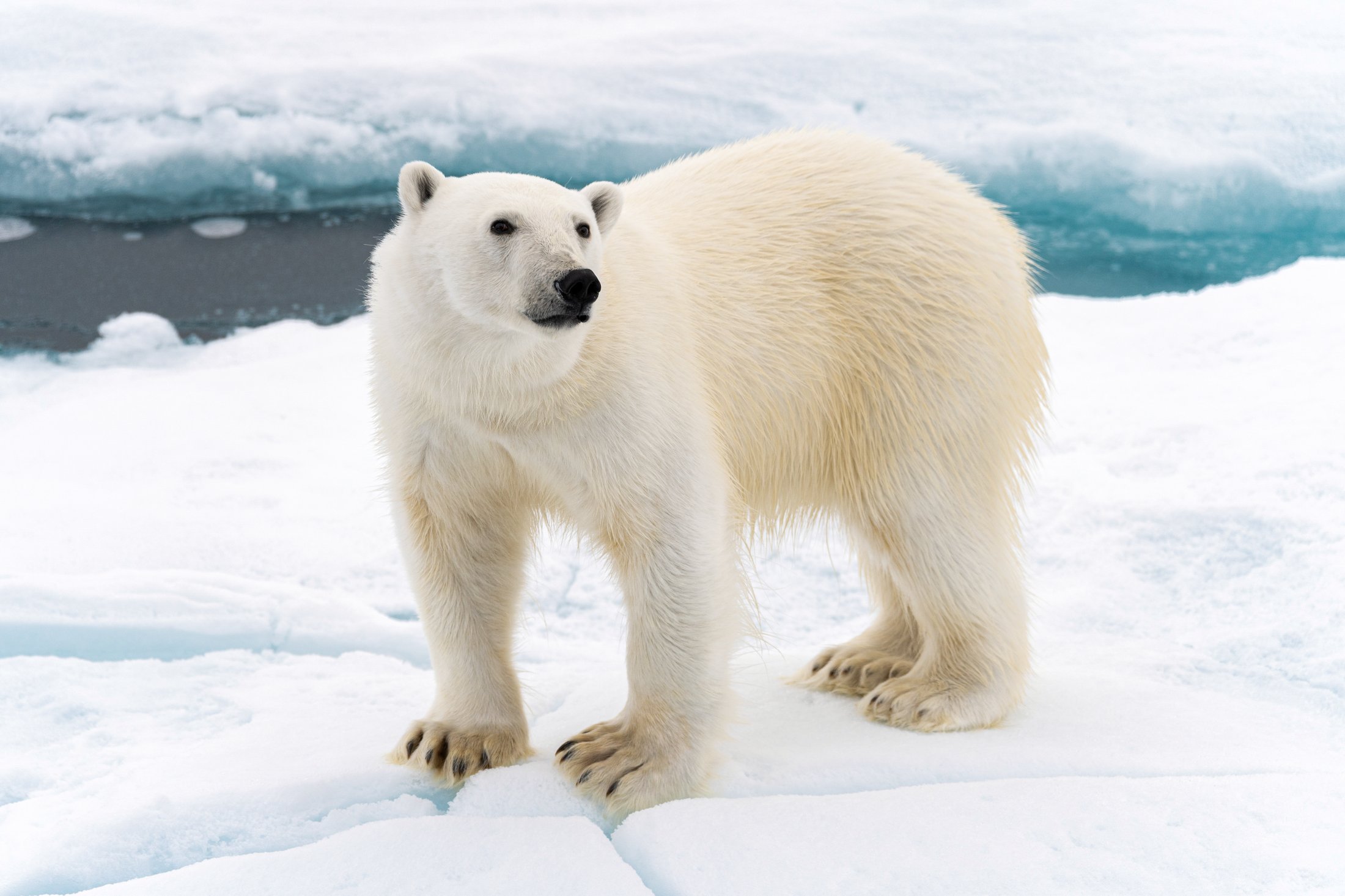 Ours polaire à 82° Nord - Exploration arctique extrême