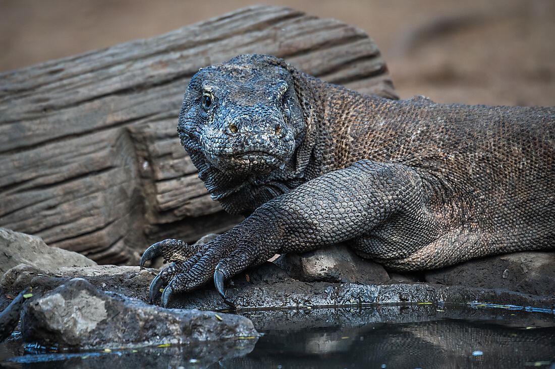 Récif corallien du Triangle de Corail — biodiversité marine exceptionnelle