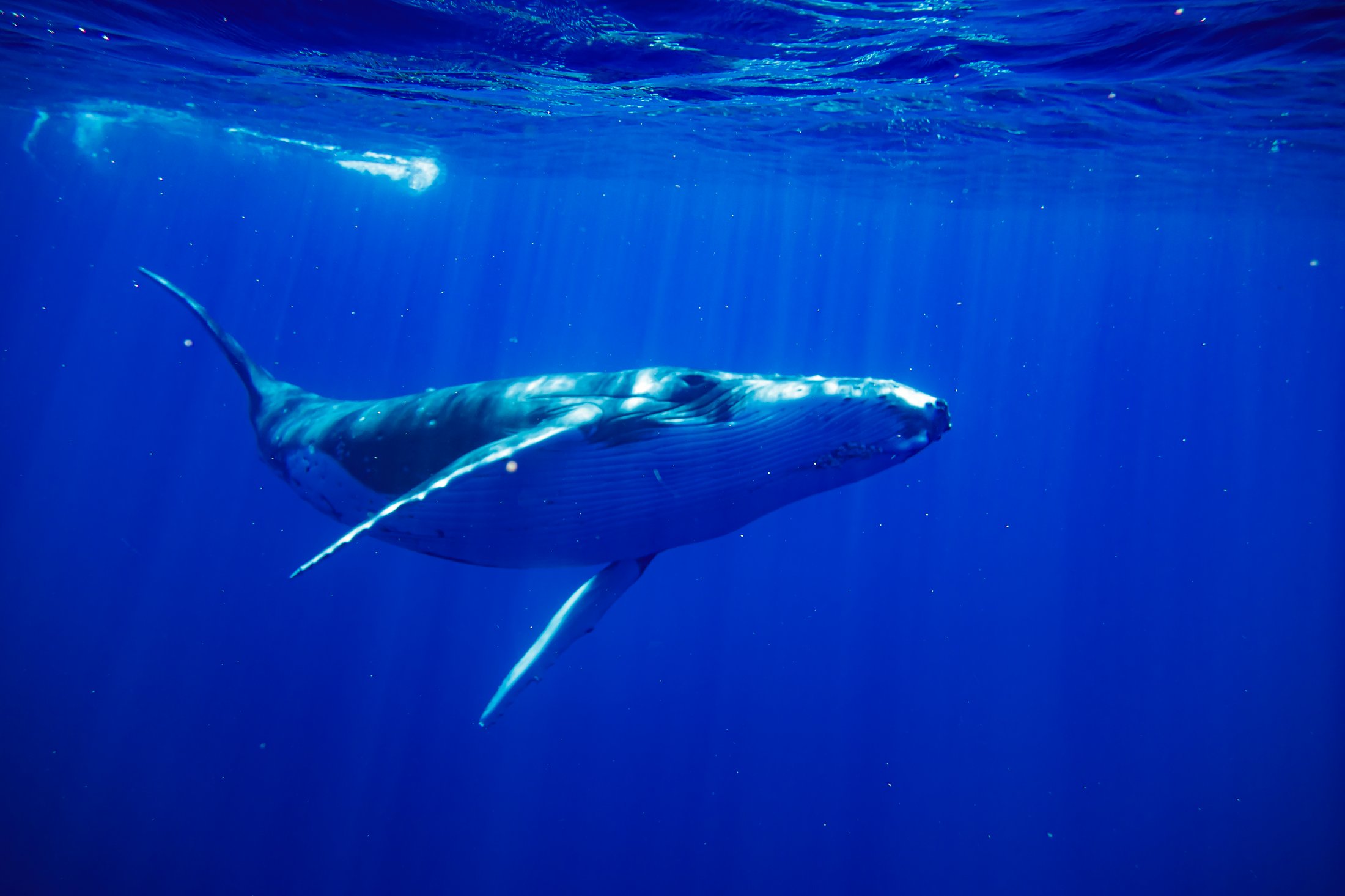 Baleine à bosse dans le Pacifique Sud