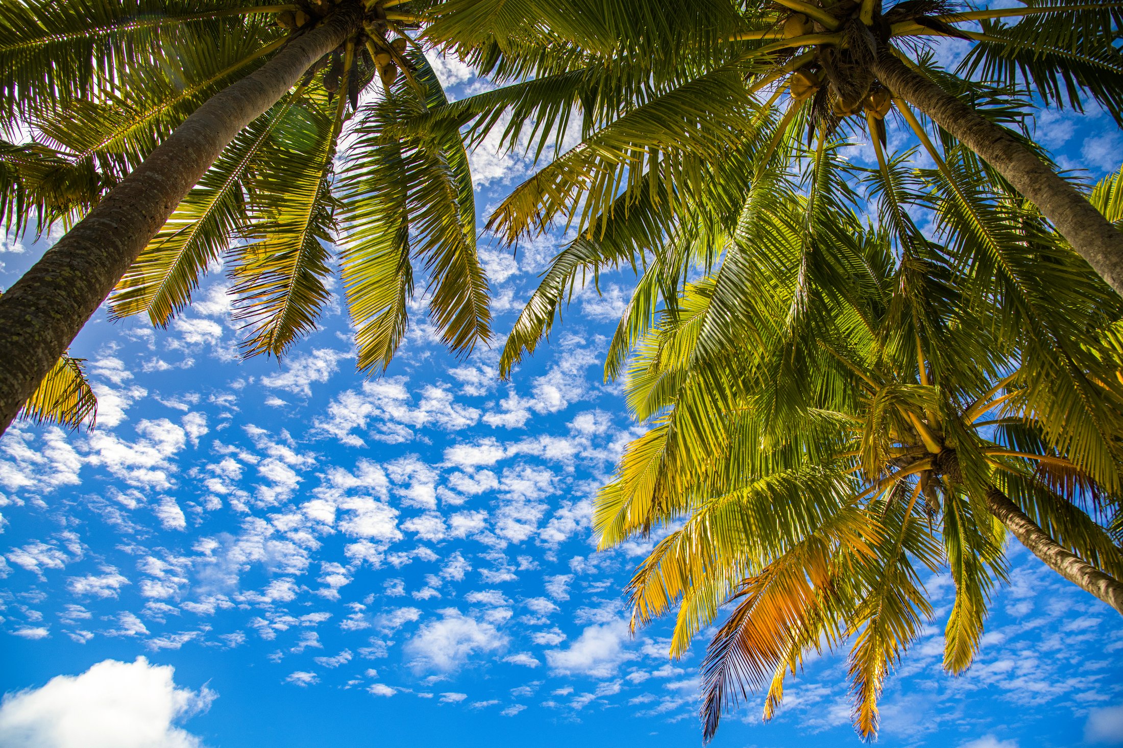 Fidji, Tonga, Cook et Îles de la Société