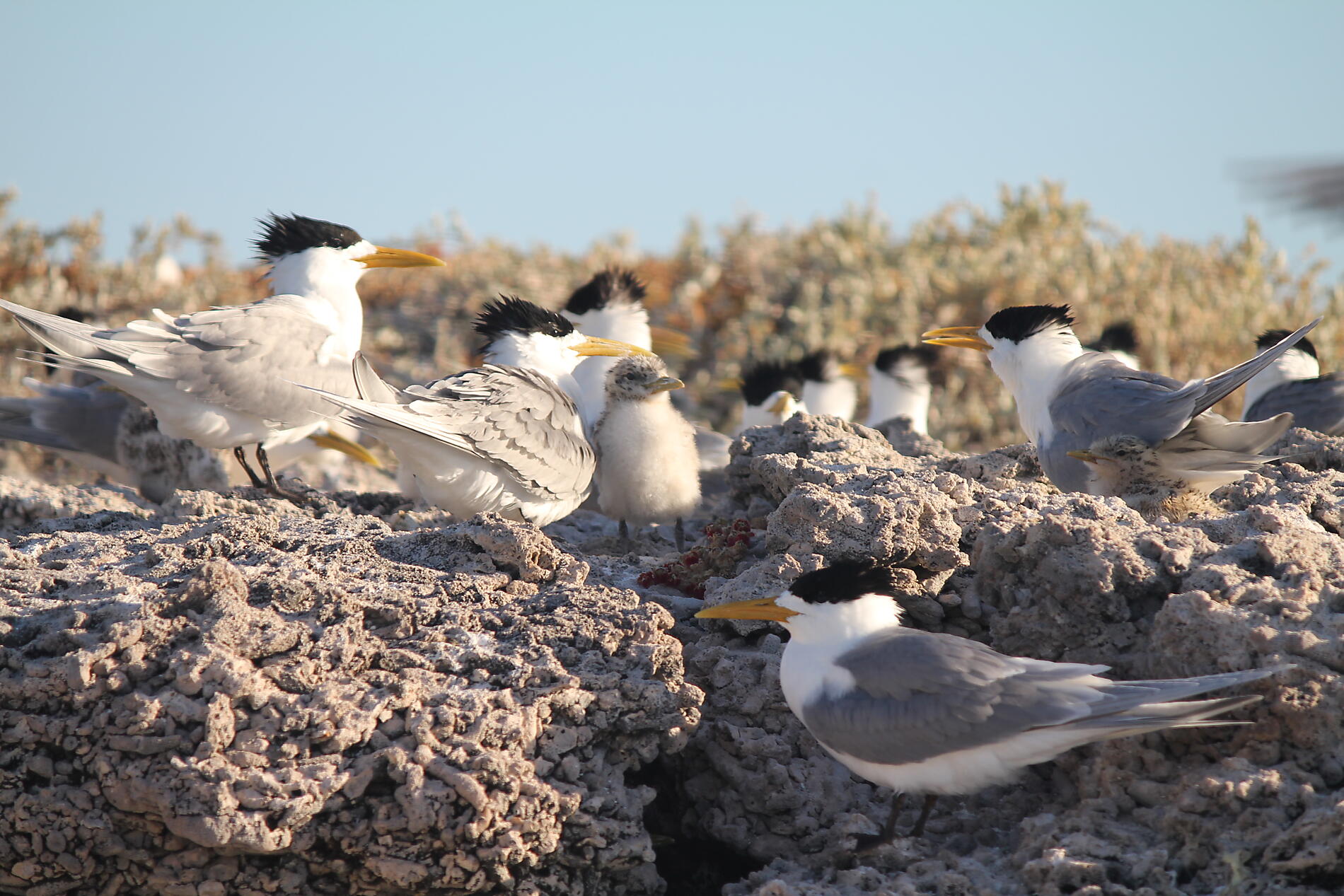 Parc marin des îles Abrolhos