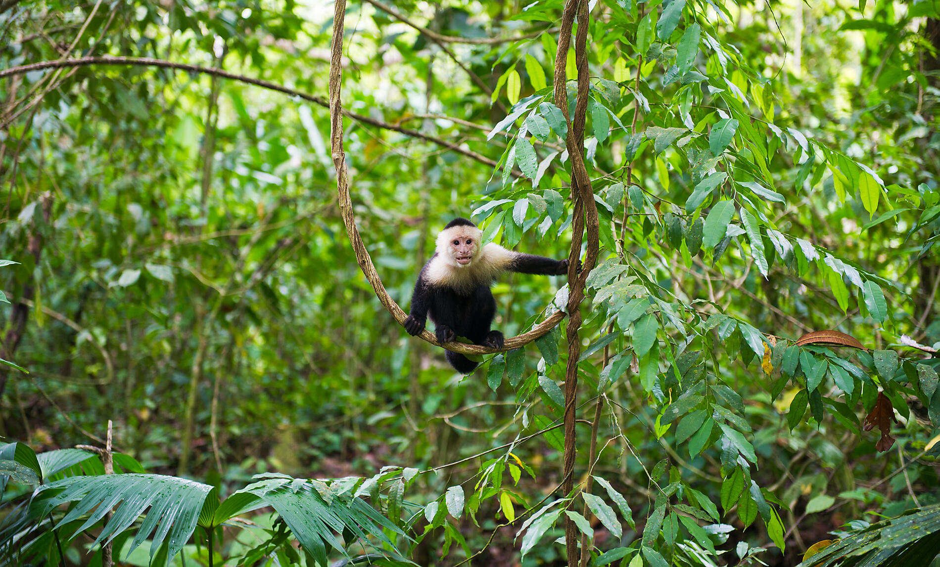 Parc national Manuel Antonio