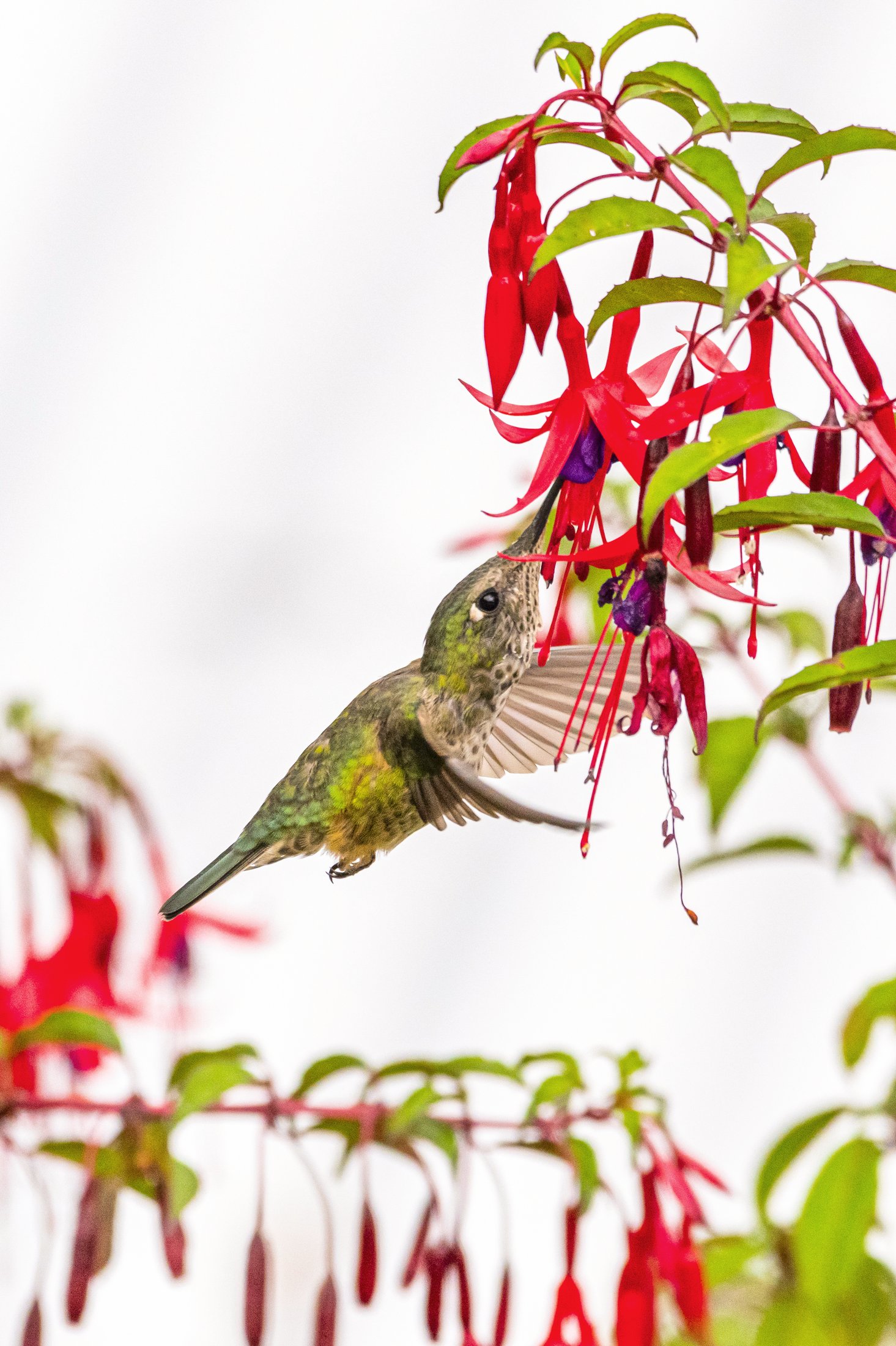L'essentiel des fjords chiliens