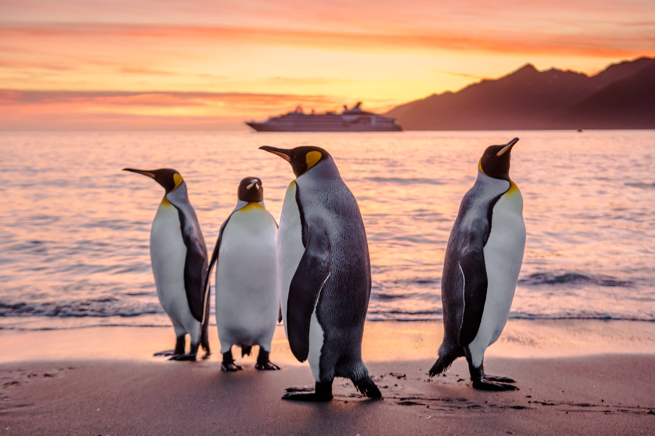 Manchots royaux - Géorgie du Sud